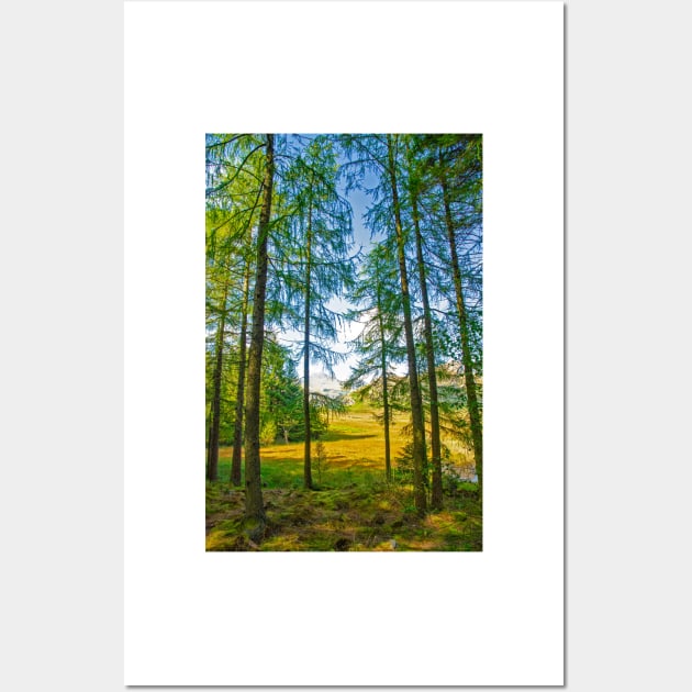 Tall Evergreens by Blea Tarn Wall Art by BrianPShaw